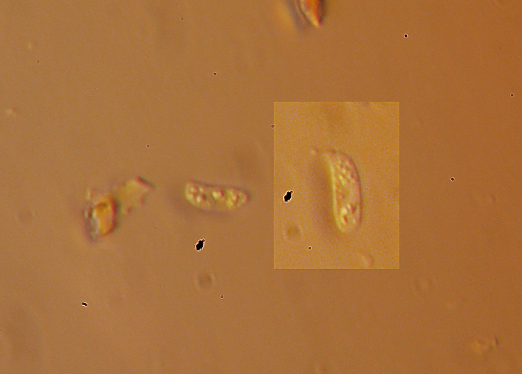 Guardate quant''è rossa - foto 9707 (Hymenochaete cruenta)